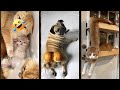 Funny Cats 2025 ‍ Favorite Friends ‍ CatsInc Episode 2516