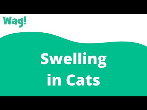 Swelling in Cats | Wag!