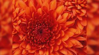 10,000 Maniacs Somebody's Heaven