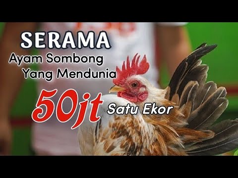 , title : 'Budidaya Ayam Serama Sangat Menguntungkan | Ayam Sombong Asal Malaysia Yang Mendunia | Pokoke Manuk'
