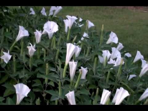 download lagu mp3 mp4 Datura Inoxia, download mp3 Datura Inoxia free download mp3, download mp3 Datura Inoxia