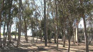 Stuart Collection at UCSD: Terry Allen