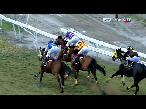 2024 09 01 M19 R3 Arnica Montana