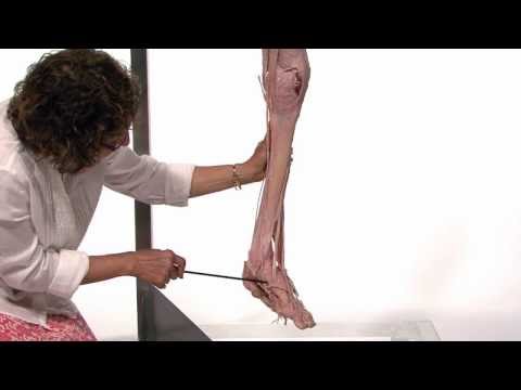 Anatomy Series, Muscles of the Lower Limb by Dr. Shakti Chandra