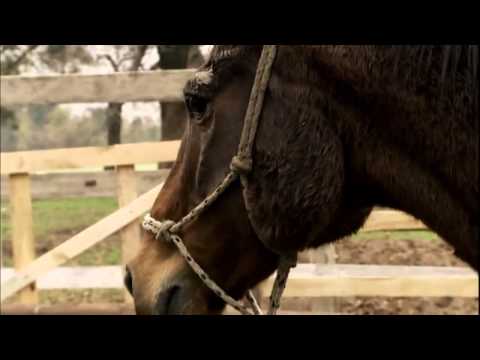 El Domador De Caballos · Atila
