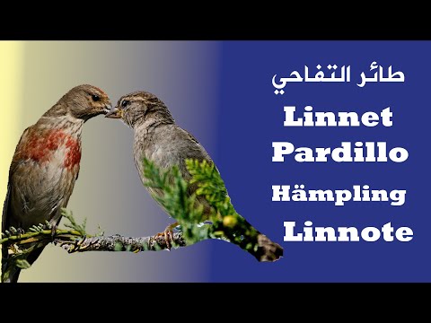 Linnet linnote pardillo طائر التفاحي