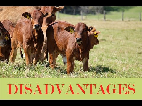 Disadvantages of Boran Cattle