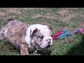 English Bulldog dogs for sale: Amber - Video 1