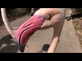 Home Safari Greater Flamingo Cincinnati Zoo