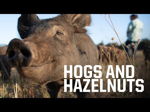 How pigs can save Oregon white oak trees and help Oregon hazelnut farmers