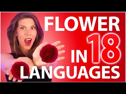 FLOWER 꽃 - Jisoo / 1 GIRL 18 LANGUAGES (Multi-Language cover by Eline Vera)