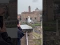Rome Seagulls Are Huge