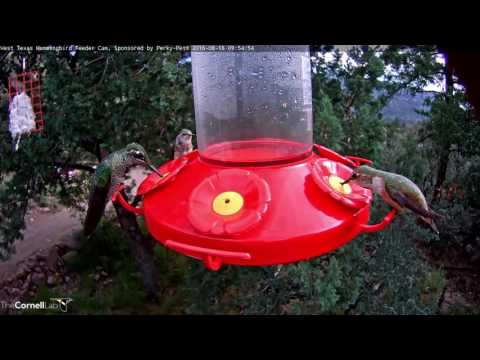 Juvenile Male Magnificent Hummingbird Stops By for a Show