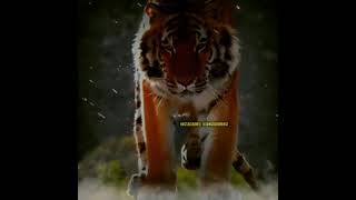 Download lagu Story WA  Harimau keren  #Terbaru 30 detik 2021 mp3