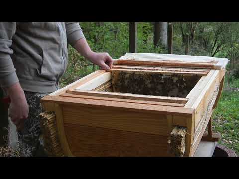 Durchsicht Schilfrohrbeute 2  Aprilwoche