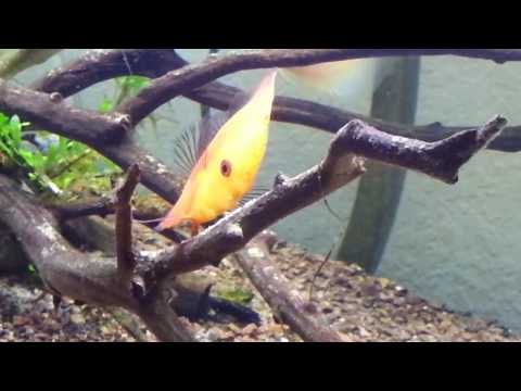 64 Gallon Planted Aquarium Breeding Discus Fish Tank. CF500 LED Heater.