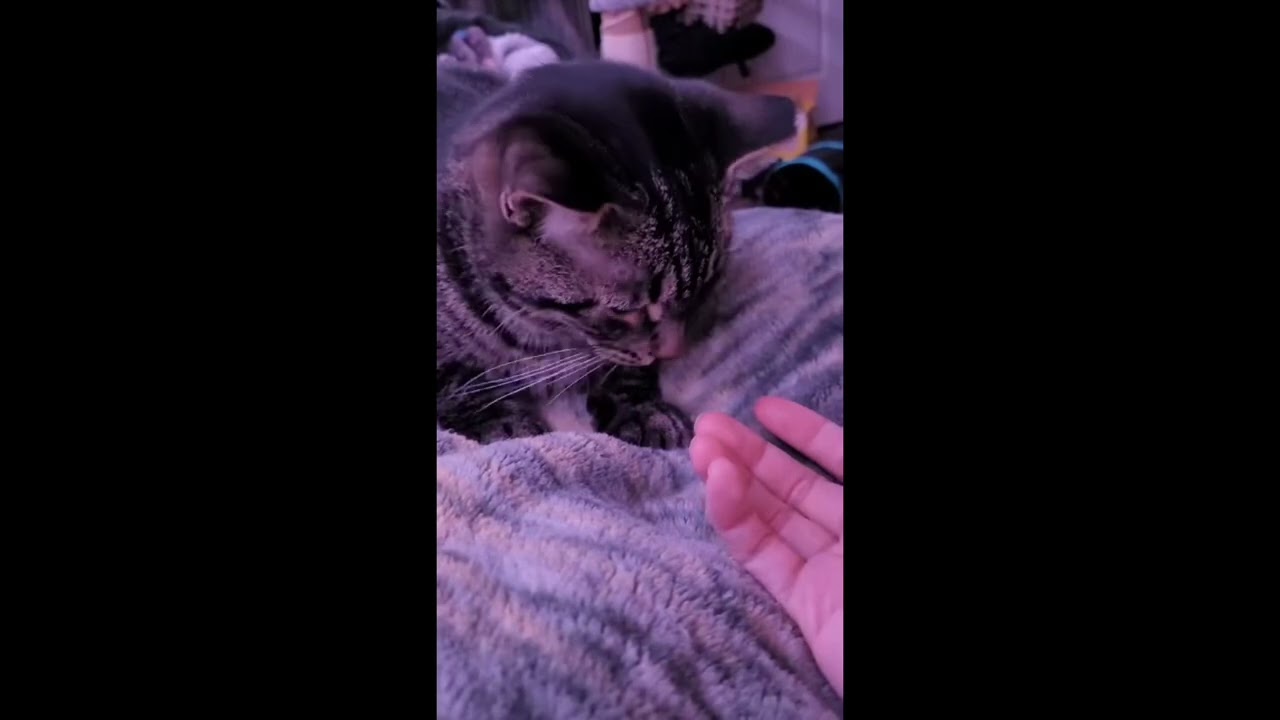 Enlarge Paxton (bonded with Pandy), a Adoptable mixed breed in Toronto, ON video 6/6