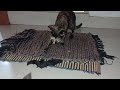 Cat Catching Bat