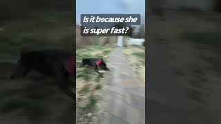 Video preview image #1 Mutt Puppy For Sale in Sykesville, MD, USA