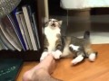 Cat should tell ya momma on you 
