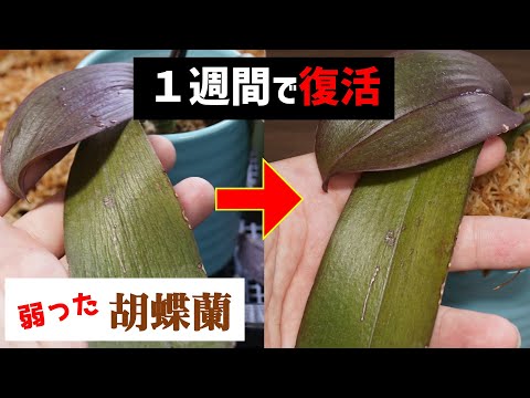 重曹を使って蘭に再び花を咲かせる方法は？すべきこととしてはいけないこと  庭園