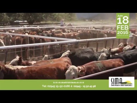 14º Remate Feria - Novillo gordo e invernada