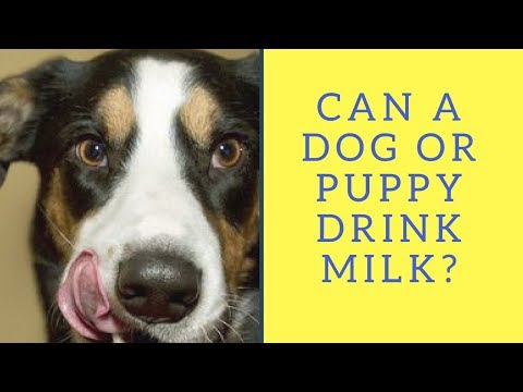 YouTube video about: Can dogs have condensed milk?