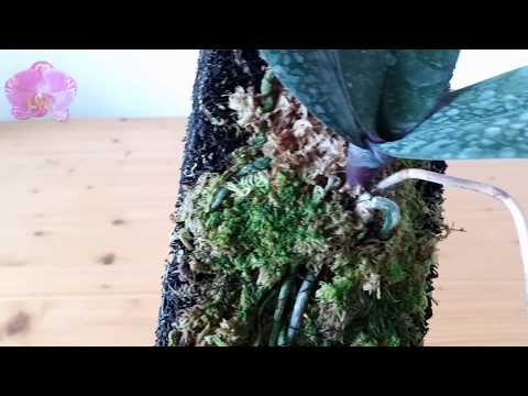 Cut and Remount Phalaenopsis Orchid update