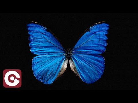 JUMBO P FT CALLUM CROWLEY - Black And Blue