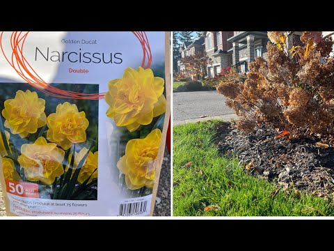 Planting Golden Ducat Double Narcissus - Nov 2022