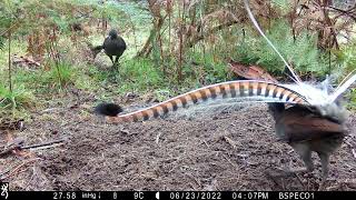 Download lagu Rare footage of Superb Lyre Bird courtship dance to attract female Superb Lyrebird mp3