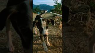 Download lagu එයාලා🤗💗 #alugolla #alugollatemple #badulla #rider #shorts #viral #trending #travel #srilanka #pets mp3 Download lagu එයාලා🤗💗 #alugolla #alugollatemple #badulla #rider #shorts #viral #trending #travel #srilanka #pets mp3