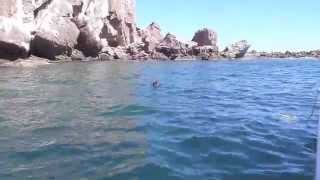 preview picture of video 'Snorkel with Sea Lions - Baja, Mexico'