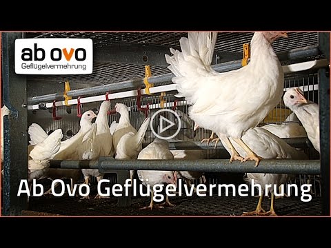 Ab Ovo beurspresentatie