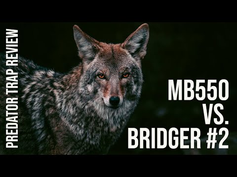 MB550 VS. Bridger #2 │ Predator Trap Review