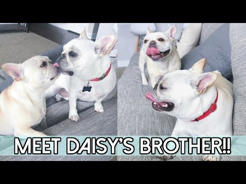 SURPRISE!! We Got Another Frenchie!! ❤️ Video