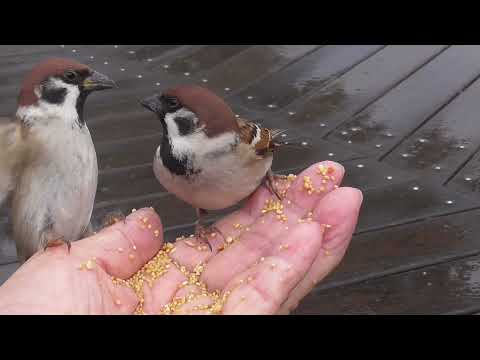 可愛いすずめ達 20220111pm 6（雨の日天満宮）