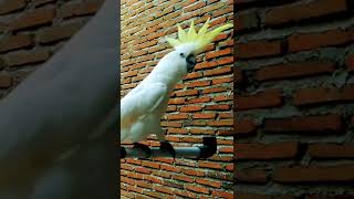 Download lagu SUARA KHAS BURUNG KAKATUA #shorts mp3