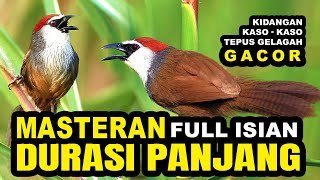 Download lagu BURUNG KASO KASO GACOR SUARA JERNIH - PANCINGAN BUNYI DURASI PANJANG mp3 Download lagu BURUNG KASO KASO GACOR SUARA JERNIH - PANCINGAN BUNYI DURASI PANJANG mp3
