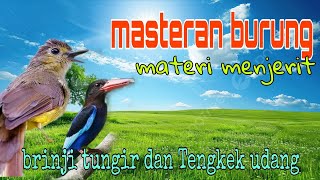 Download lagu Masteran burung materi menjerit ❗ brinji tungir dan Tengkek udang 🔥🔥 mp3