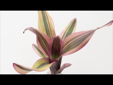 アドルファス・イペイが彫刻した植物板から採取したムクロジの図面