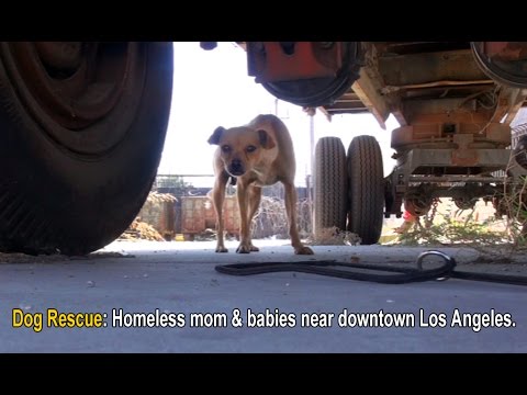 Dog Rescue: Homeless mom (Mable) and puppies (Dallas & Texas) near downtown Los Angeles. #chihuahua