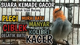 Download lagu Master Burung Kemade Gacor Full Tembakan Durasi Panjang mp3