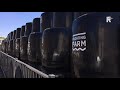 Koeien op Floating Farm in Rotterdam