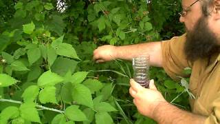 preview picture of video 'Wild Blackberry Picking in the Adirondacks'