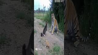 Mother cat protects kitten from TIGER! Wow! #cats #ring #animallovers #cctv #bear