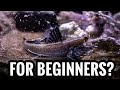 Top 5 Brackish Fish For Beginners
