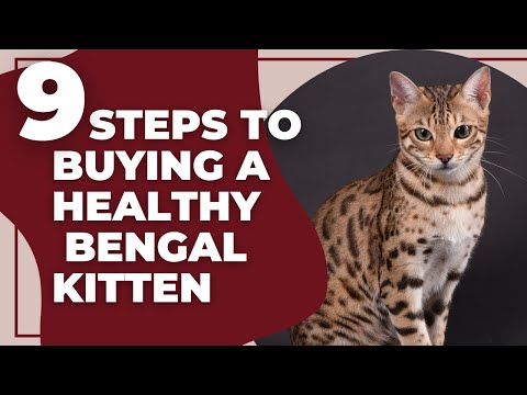 9 Steps To Buying A Healthy Bengal Kitten