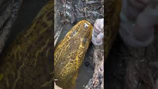 Outdoor fishing for eels. Don’t panic when you encounter a big fish. Take a video and share with ev