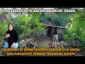 GAWAT JANGAN SAMPAI PARA JOMLO TAU KEHIDUPAN KAMPUNG PARA JANDA MUDA DI PELOSOK DESA JAWA TENGAH